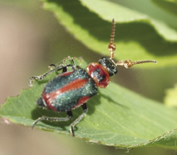 Photograph of soft-winged flower beetle.